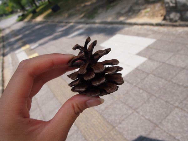 Nara Pine Tree Cone